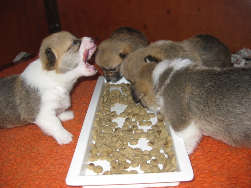 Puppies